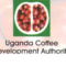 Uganda Coffee Development Authority ( UCDA )
